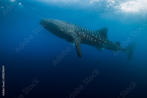 Whale shark in blue ocean. Silhouette of giant shark swimming underwater © artifirsov