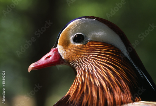 Wood Duck photo