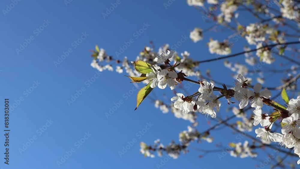 White cherry flowers one spring day outside. Natural growth. Blue sky. Sweden 2024. White cherry flowers one spring day outside. Natural growth. Blue sky. Sweden 2024.