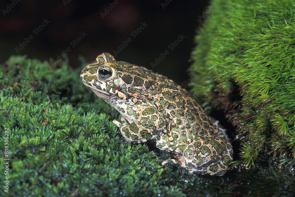 European Green Toad