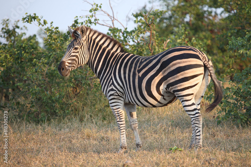 Steppenzebra   Burchell s zebra   Equus quagga burchellii