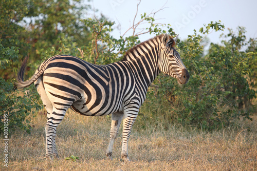 Steppenzebra   Burchell s zebra   Equus quagga burchellii