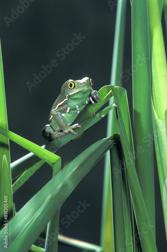 Painted Monkey Frog In Reeds photo