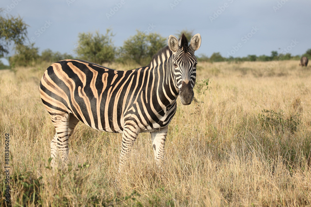 Steppenzebra / Burchell's zebra / Equus quagga burchellii Steppenzebra / Burchell's zebra / Equus quagga burchellii