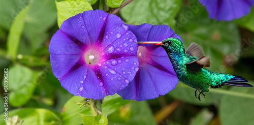 Close-up of hummingbird and purple flowers.