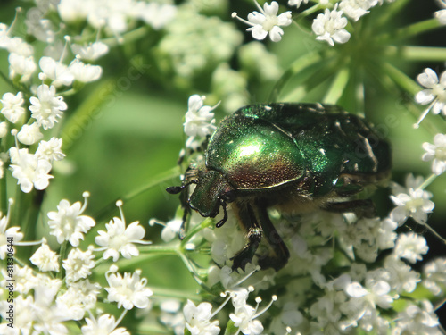 The green rose chafer (Cetonia aurata) in an umbel of white flowers photo