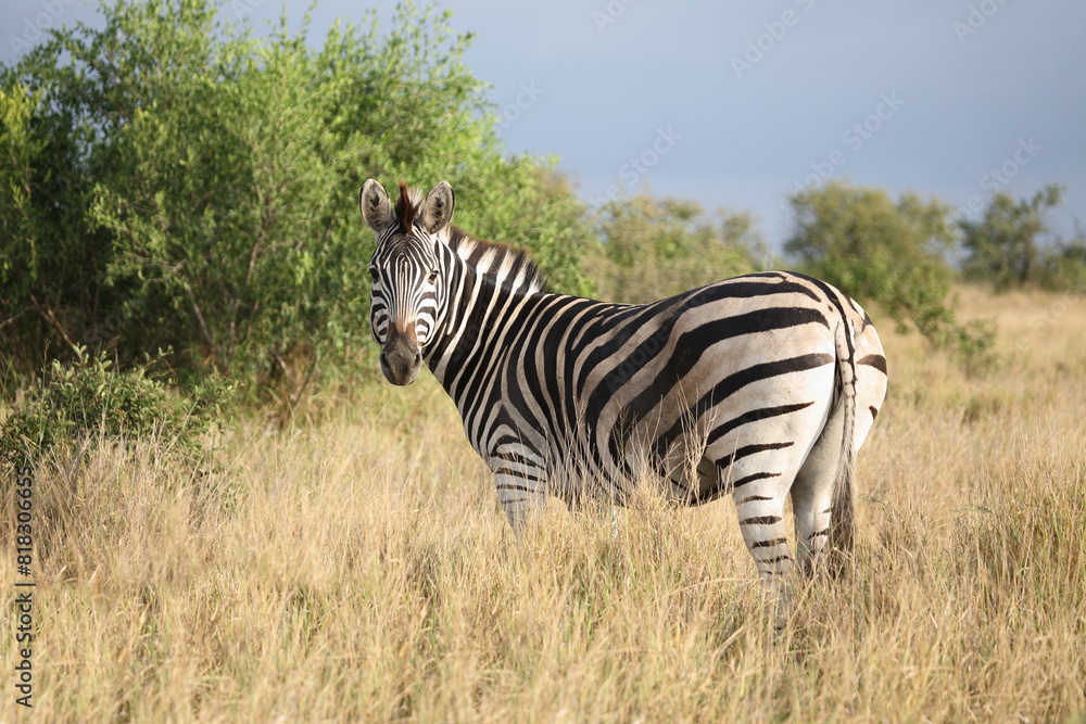 Fototapeta premium Steppenzebra / Burchell's zebra / Equus quagga burchellii