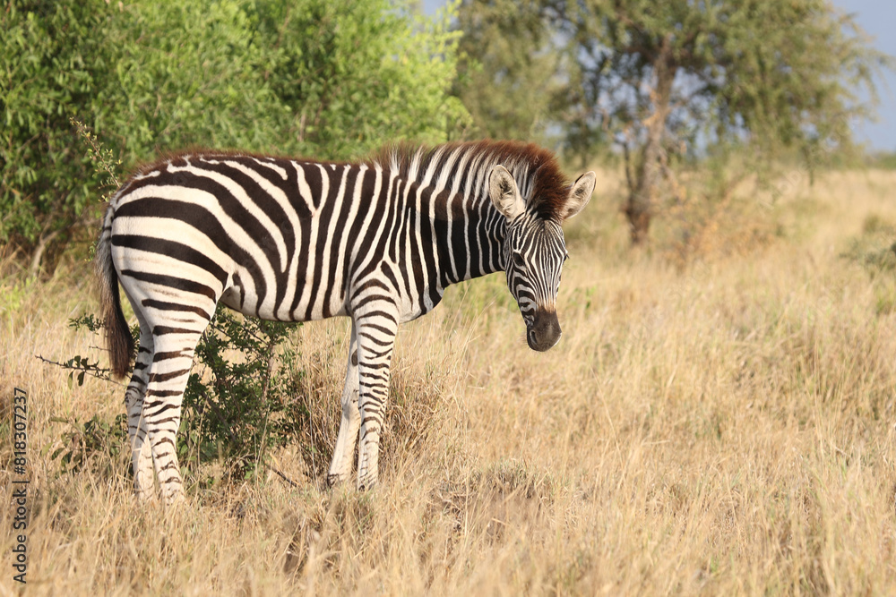 Steppenzebra / Burchell's zebra / Equus quagga burchellii. Steppenzebra / Burchell's zebra / Equus quagga burchellii.