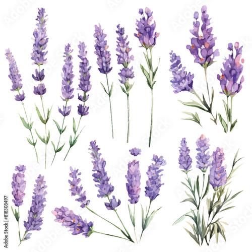 Artistic watercolor renderings of lavender flowers in full bloom