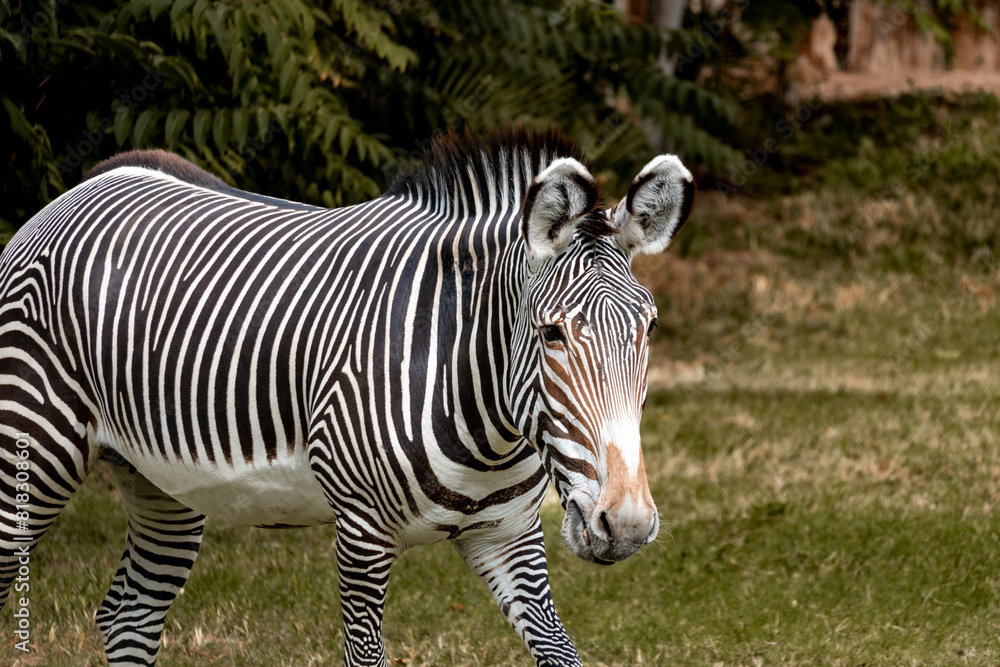 Zebra front view in a desert zoo
Zebra front view in a desert zoo
