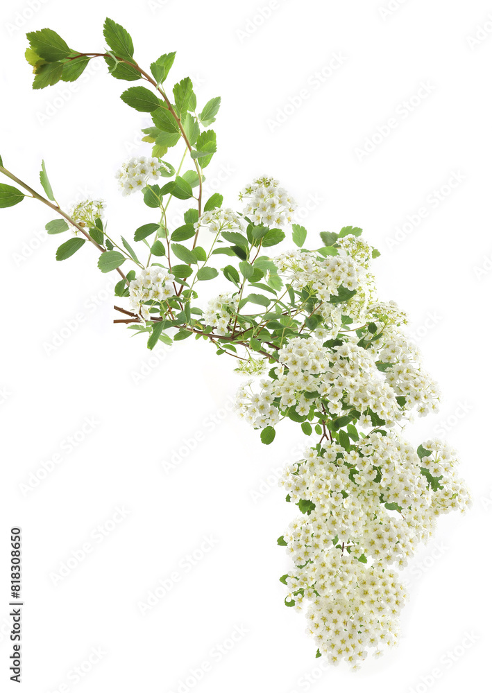 Fototapeta premium Branch of flowering shrub Spiraea nipponica isolated on white background. White flowers blossom of Snowmound Spiraea bush.