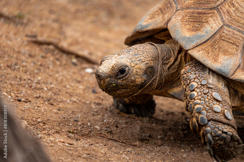 Desert turtle at the zoo, headshot, close up, lateral view