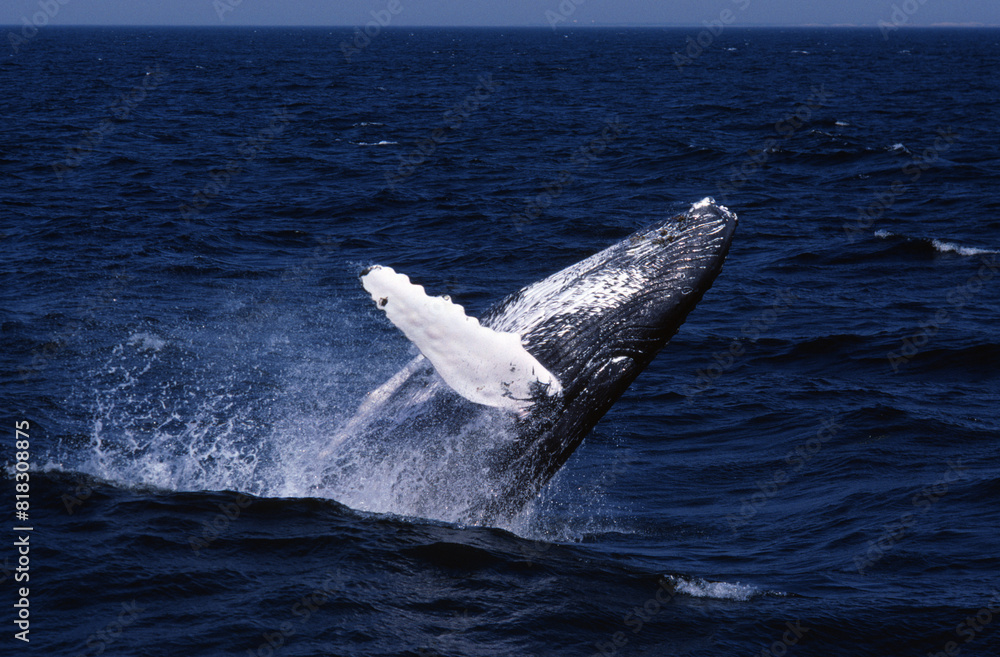 Naklejka premium Humpback Whale Breaching
