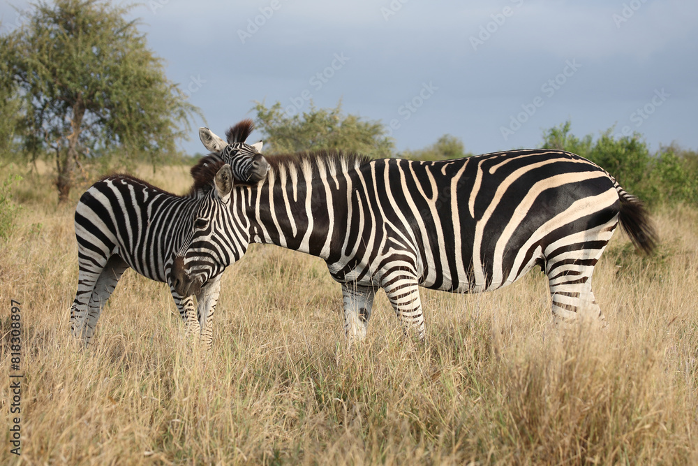 Steppenzebra / Burchell's zebra / Equus quagga burchellii. Steppenzebra / Burchell's zebra / Equus quagga burchellii.