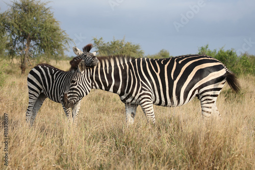 Steppenzebra   Burchell s zebra   Equus quagga burchellii.