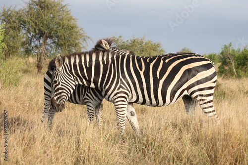 Steppenzebra   Burchell s zebra   Equus quagga burchellii.