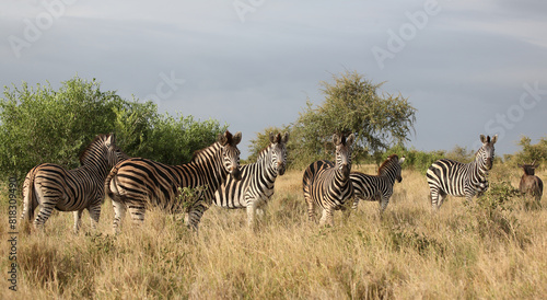 Steppenzebra   Burchell s zebra   Equus quagga burchellii