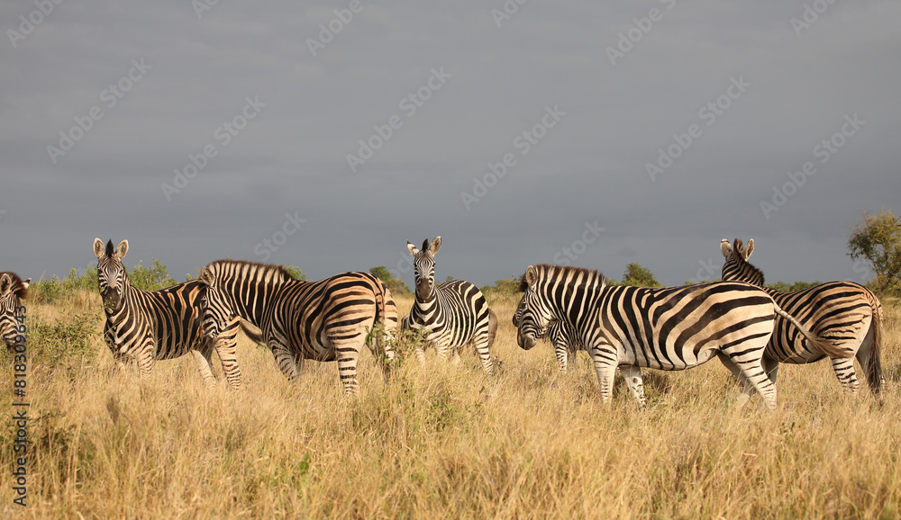Obraz premium Steppenzebra / Burchell's zebra / Equus quagga burchellii