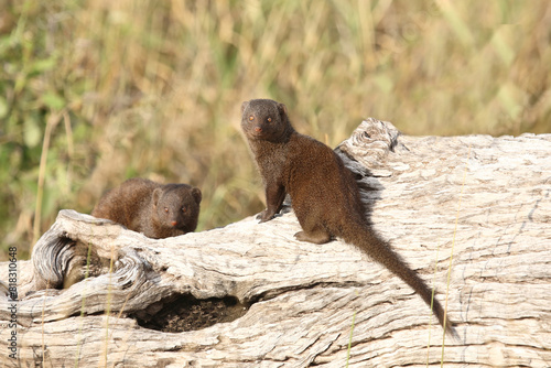Südliche Zwergmanguste / Dwarf mongoose / Helogale parvula photo