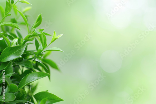 Closeup of vibrant green bush leaves suitable for naturethemed designs  environmental campaigns  gardening concepts  and ecofriendly projects.