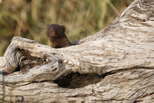 Südliche Zwergmanguste / Dwarf mongoose / Helogale parvula photo