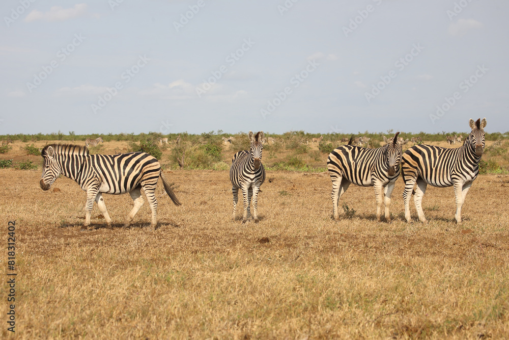 Fototapeta premium Steppenzebra / Burchell's zebra / Equus quagga burchellii
