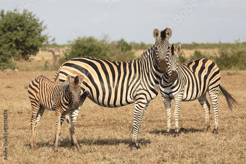 Steppenzebra / Burchell's zebra / Equus quagga burchellii.