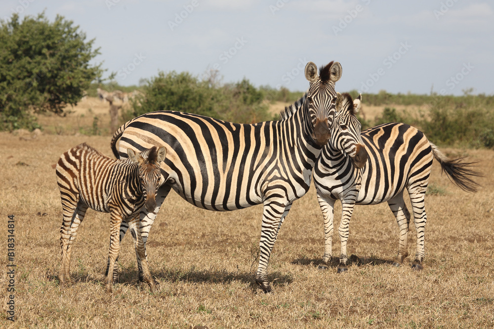 Fototapeta premium Steppenzebra / Burchell's zebra / Equus quagga burchellii.