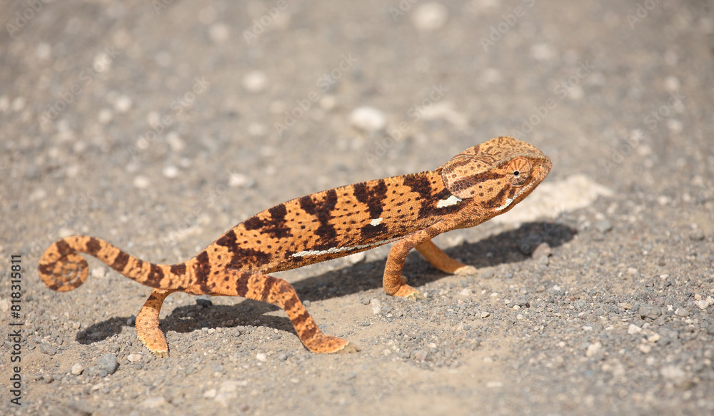Lappenchamäleon / Flap-necked chameleon / Chamaeleo dilepis. Lappenchamäleon / Flap-necked chameleon / Chamaeleo dilepis.