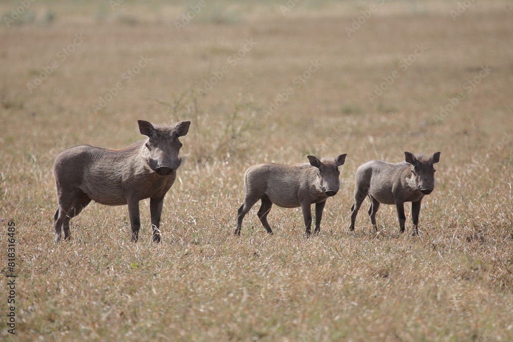 Fototapeta premium Warzenschwein / Warthog / Phacochoerus africanus..