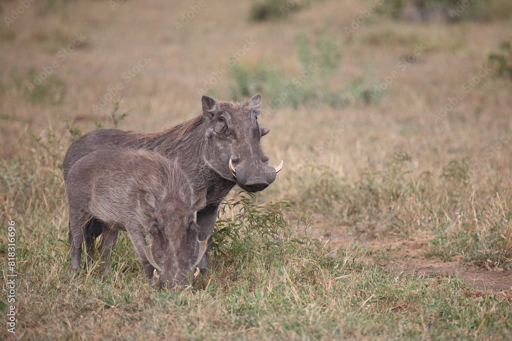 Warzenschwein / Warthog / Phacochoerus africanus Warzenschwein / Warthog / Phacochoerus africanus