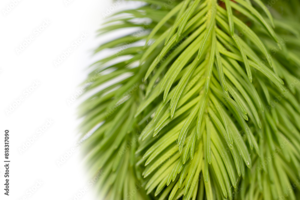 Close up view of Coniferous tree branch on white background. Close up view of Coniferous tree branch on white background.