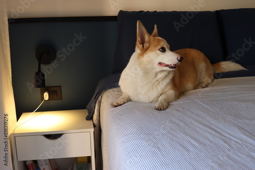 Corgi dog above the bed with a smile in the face and looking to the right side  © Jeniffer