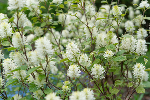 Fothergilla, a deciduous shrub with springtime display of fluffy, bottlebrush-like white flowers