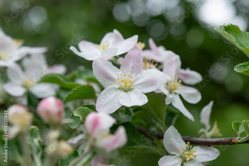 intimate close-up of apple blossoms and leaves on a defocused background