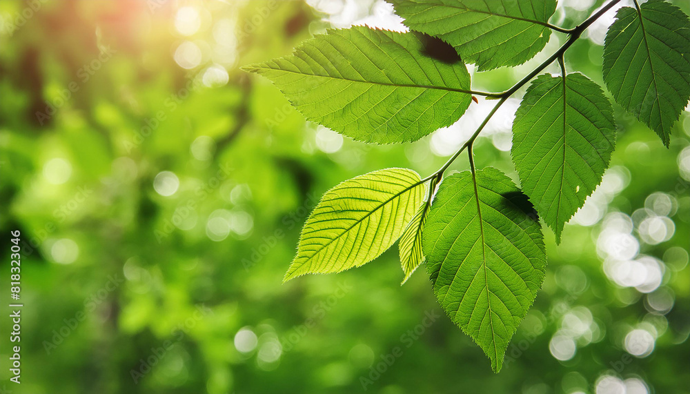 Natural background with green leaves of plant. Summer or spring time. Natural environment. Natural background with green leaves of plant. Summer or spring time. Natural environment.