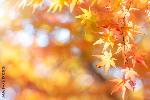 Beautiful maple leaves in autumn sunny day in foreground and blurry background in Kyushu  Japan. No people  close up  copy space  macro shot.