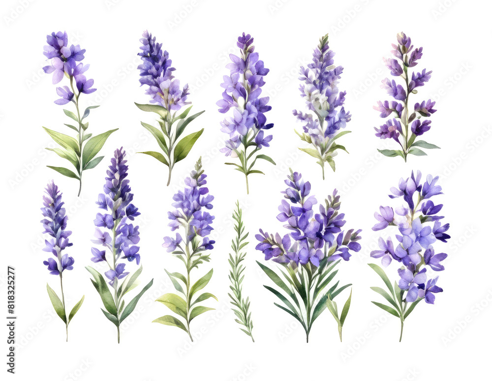 Fototapeta premium Watercolor set of lavender flowers. Colorful illustration.