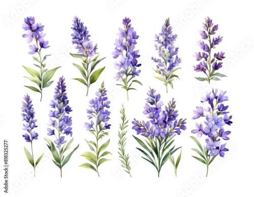 Watercolor set of lavender flowers. Colorful illustration.