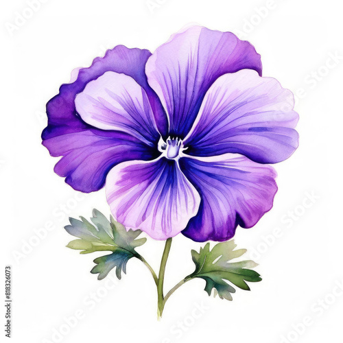 Pansy flower watercolor painting. Colorful illustration.