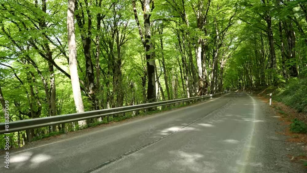 An asphalt road bordered by dense green forest stretches quietly, with sunlight filtering through the vibrant leaves. An asphalt road bordered by dense green forest stretches quietly, with sunlight filtering through the vibrant leaves.
