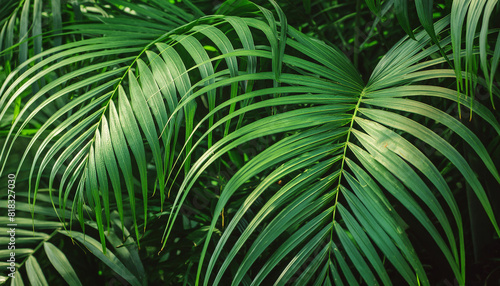 Natural background with green leaves of exotic palm. Botanical garden. Summer season. © hardvicore
