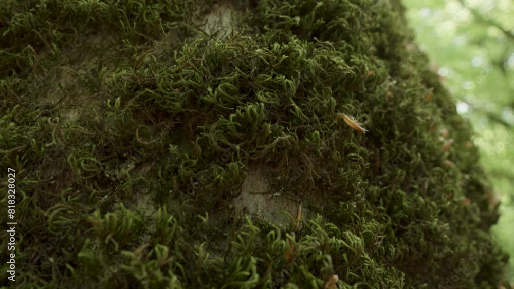 A detailed view of green moss growing on the bark of a tree with daylight filtering through the forest canopy overhead. A detailed view of green moss growing on the bark of a tree with daylight filtering through the forest canopy overhead.