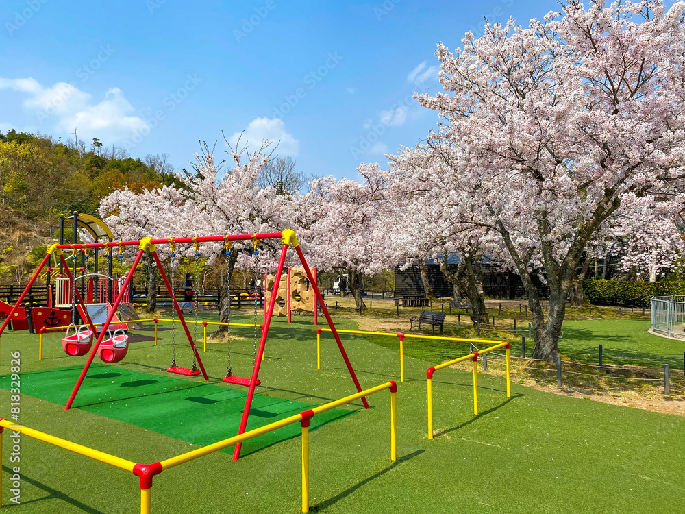 Beautiful lined Sakura trees at children's playground Beautiful lined Sakura trees at children's playground