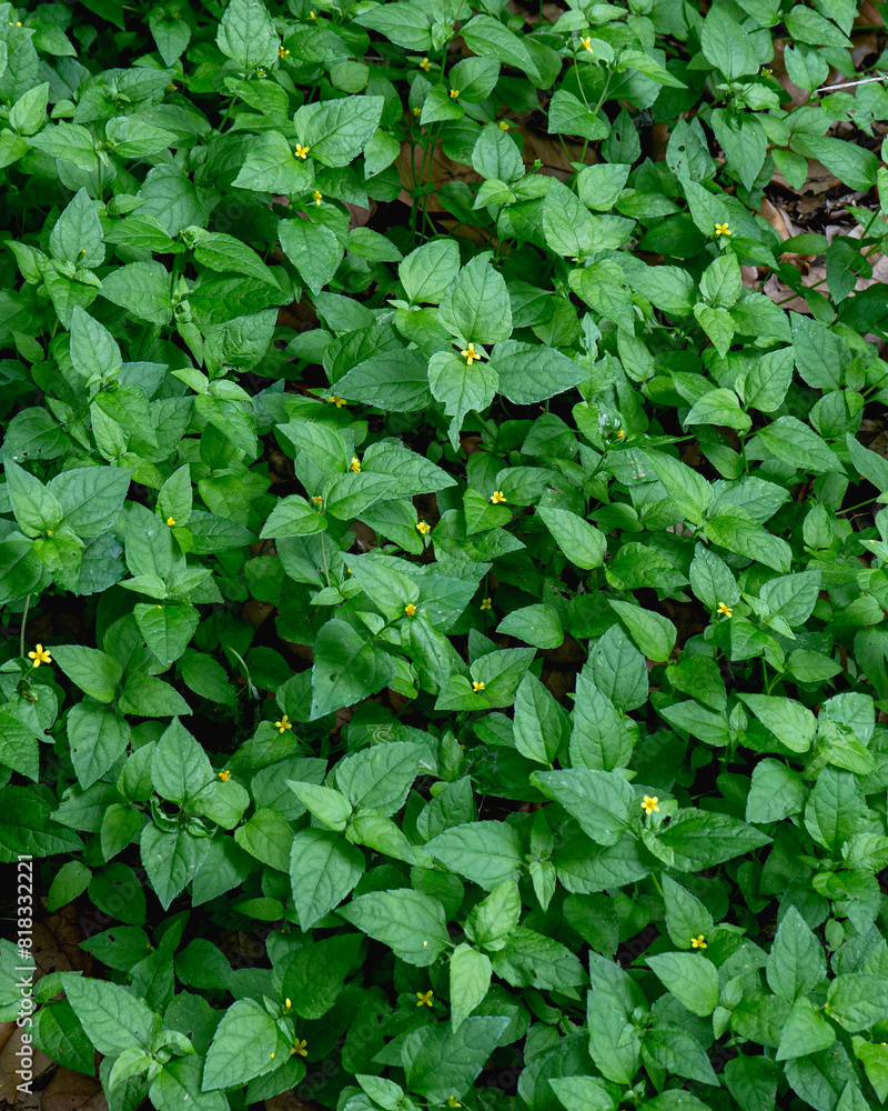 Horseherb, Calyptocarpus vialis,, a native groundcover with bright green leaves and little yellow flowers at Brazos Bend State Park. Horseherb is also called carpet daisy and lawnflower. Horseherb, Calyptocarpus vialis,, a native groundcover with bright green leaves and little yellow flowers at Brazos Bend State Park. Horseherb is also called carpet daisy and lawnflower.