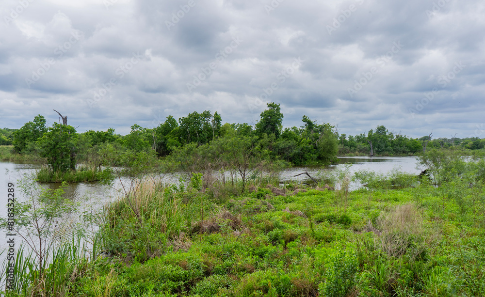 Obraz premium Elm Lake from an the nature viewing platform in Brazos Bend State Park, Texas,. Aquatic plants and grasses from islands in this semi-open lake wetland with transitional marshlands.