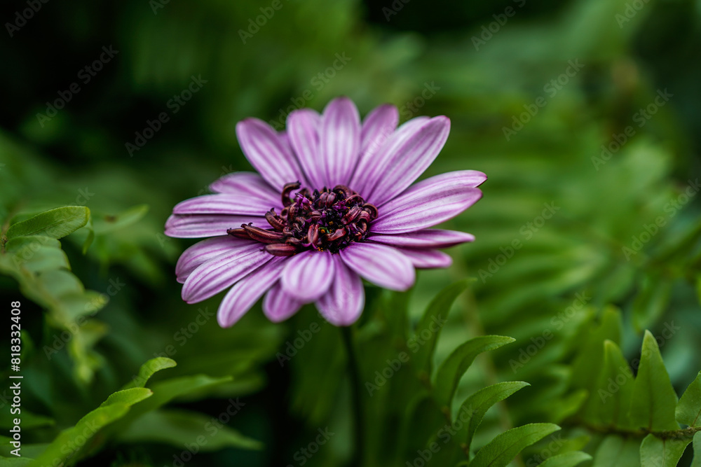 Fototapeta premium Single Osteospermum, Berry White flower growing in an outdoor garden space. Purple, pink flower. Close up image. Greenery in the background.