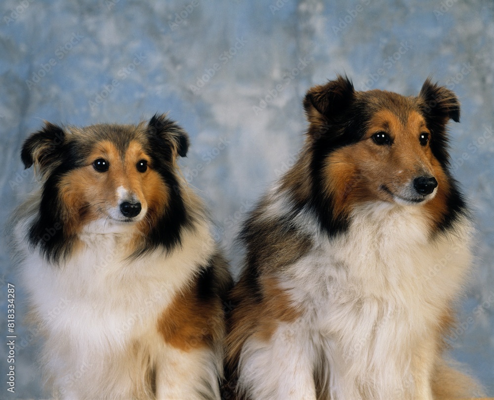 Shetland Sheepdogs Shetland Sheepdogs