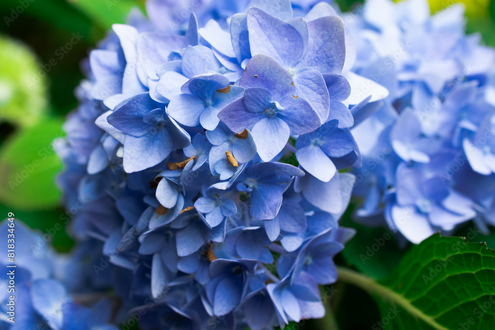 Hydrangea Bush Blooming Flowers in Spring Garden Hydrangea Bush Blooming Flowers in Spring Garden