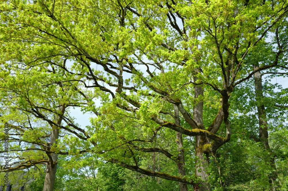 Fototapeta premium Canopée française (divers arbres)